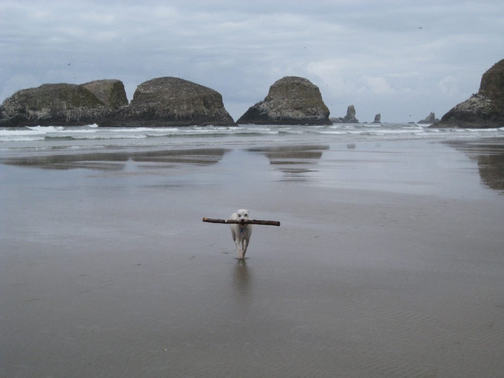Lands end hotel dogs